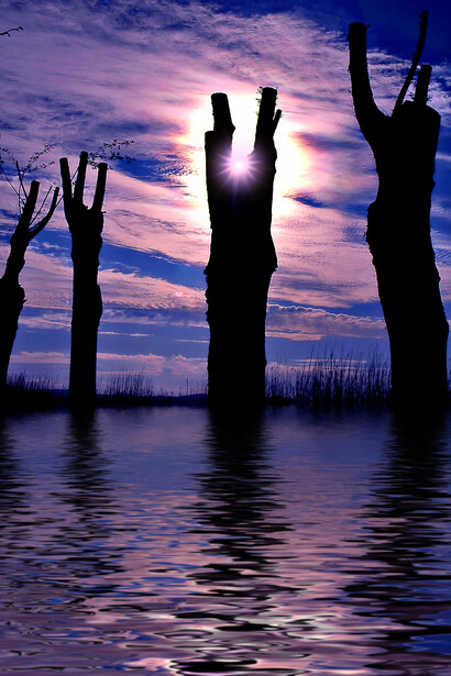 Montefiascone, Viterbo – Alberi sul lago di Bolsena (elaborazione dell’autore). Ph Sergio Pessolano