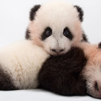 Photo Ark. Courtesy of Annenberg Space for Photography