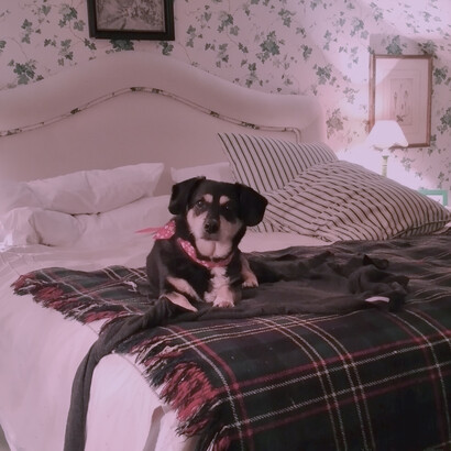 Pimienta recostada en la cama