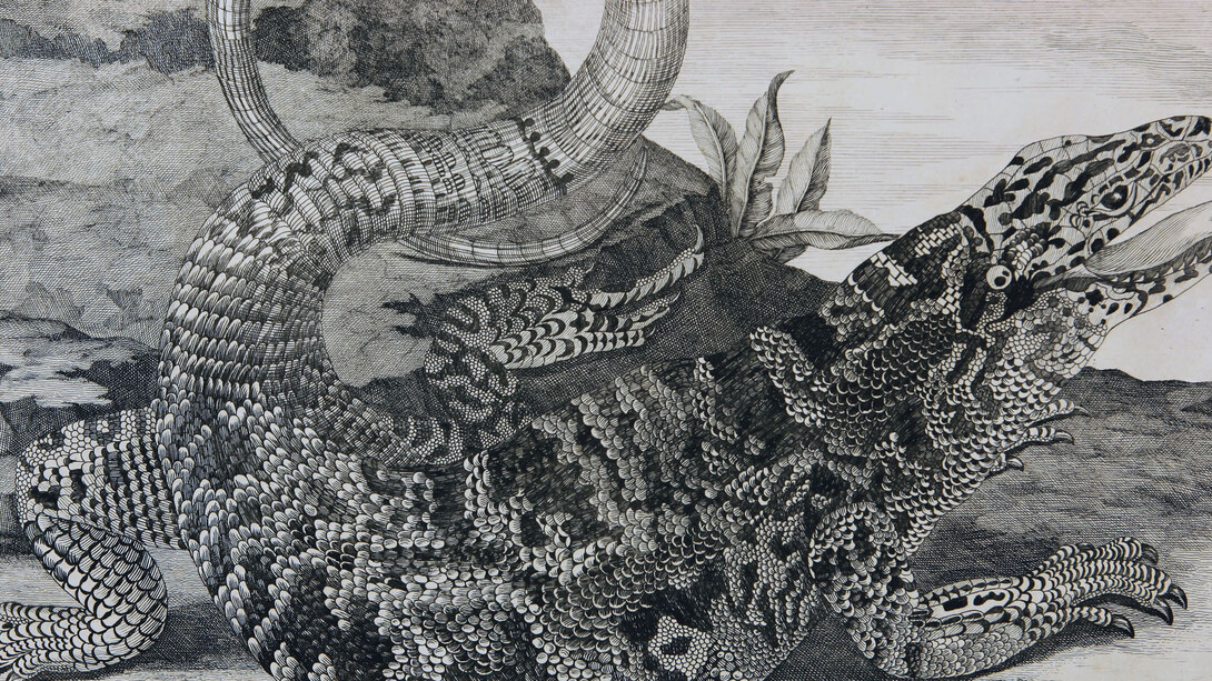 Lucertolone, da Mariae Sibillae Merian, Modena, Biblioteca Estense Universitaria