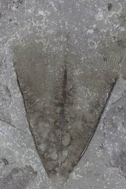 Fossile di "Conularia", appartenente al phylum "Cnidaria"