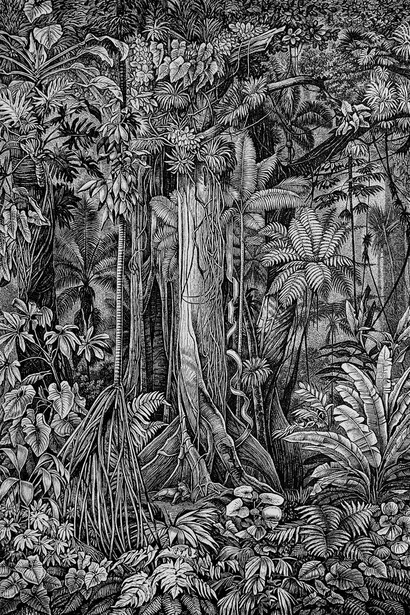 Árbol Cabalongo, «Sloanea caribaea, Elaeocarpaceae». Dibujo de Karl Ferdinand Appun