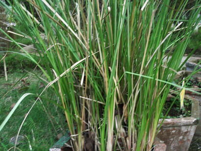 Il Vetiver cresce spontaneo sulle rive dei fiumi dell'India settentrionale