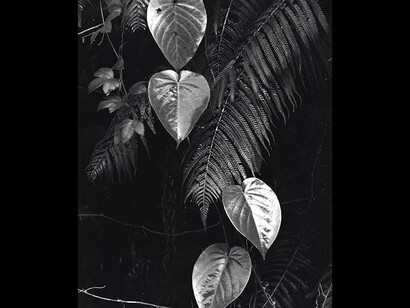 Brett Weston. Courtesy of Cleveland Museum of Art