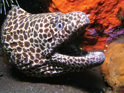 Una Gymnomuraena zebra, diffusa dal Mar Rosso all’Indopacifico