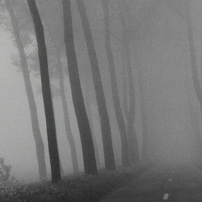 Roots by Harry Gruyaert. Courtesy of Gallery Fifty One