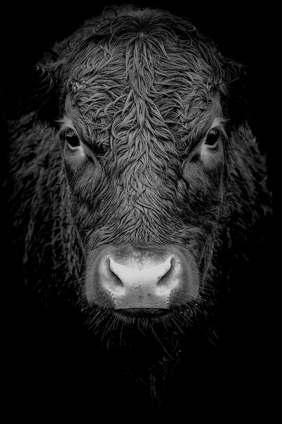 La industria cárnica se ha convertido en un Leviatán planetario