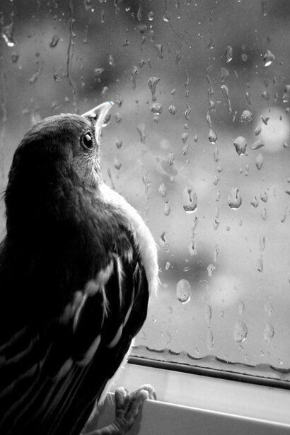 Pássaro olhando pela janela