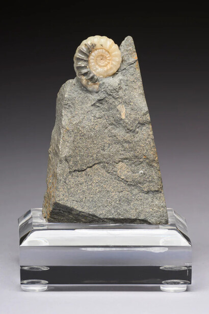 A jurassic lantern in stone. Courtesy of Phillips