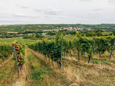 Hillside vineyards of Oltrepò Pavese, Broni, Italy