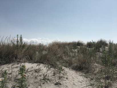 Dune stabilizzate con la ginestra delle spiagge