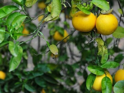 Profumatissimi limoni