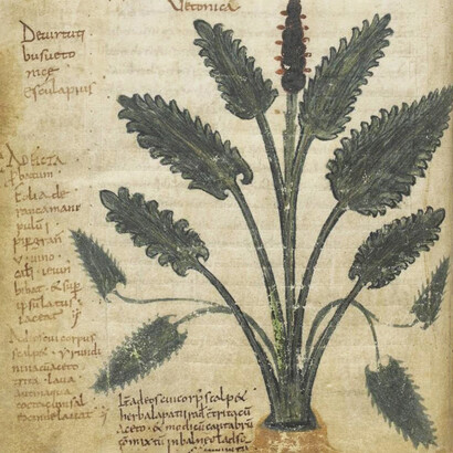 Betonica, da un manoscritto del IX secolo conservato alla Biblioteca Nazionale di Francia