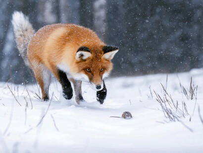 Wildlife photographer of the year, artwork in exhibition. Courtesy of the Australian National Maritime Museum