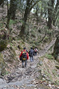 A walk into the woods, such as in Sikkim, North-East India, is a way to get 'out of the woods'! © Ashish Kothari
