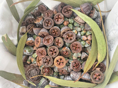 Eucaliptus encontrados en el parque «La Guineueta» en Barcelona, España