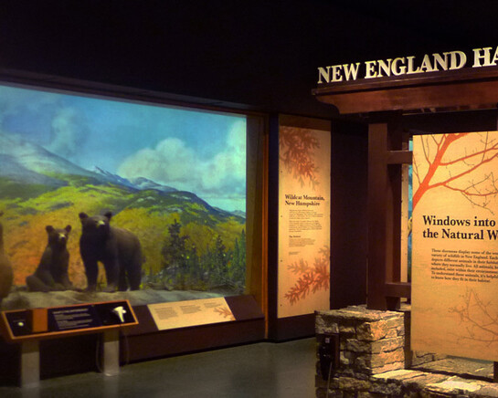 New England Habitats. Courtesy of Museum of Science