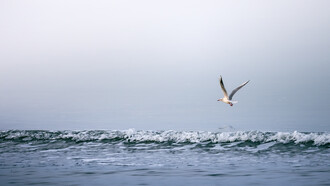 Henry David Thoreau (1817-1862), pioneered the concept of a simple life, in harmony with nature