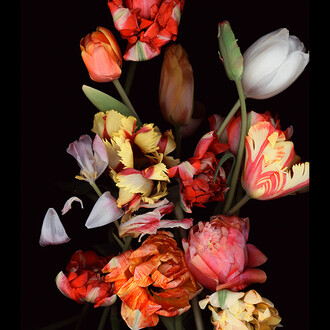 B.A.R.O.C.K. Courtesy of me Collectors Room