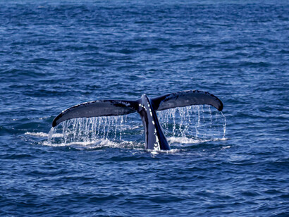 Con una lettura parziale si può dire che Moby Dick è la natura che Ahab vuole domare. 