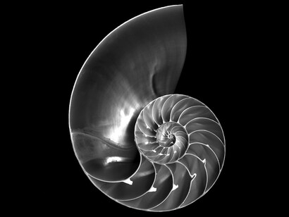 Nautilus, sezione aurea