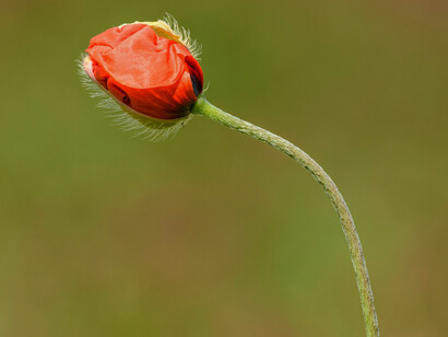 A red flower ready to bloom