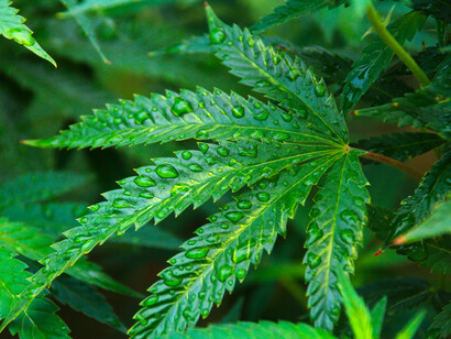 Marijuana leaf: when people refer to ‘marijuana’ they actually mean the cannabis that results in a psychoactive high