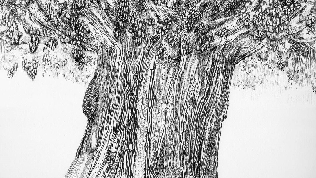 Charles Steckler, Sacagawea, Ink on paper