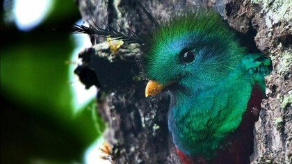 El Quetzal