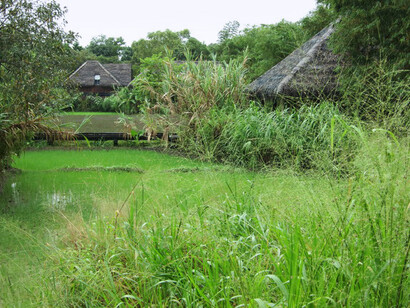 The colonising vegetation leave some chalets half hidden behind vegetation © Gehan de Silva Wijeyeratne