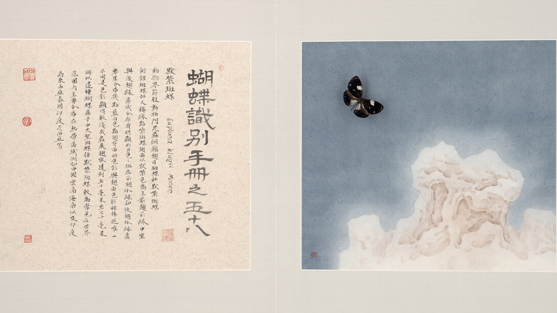 Hang Chunhui, Identification Manual of Butterflies 58, detail, 2015, ink and color on paper, butterfly specimens, 14.6 x 32.3 inches/37 x 82 cm
Photo courtesy of Sundaram Tagore Gallery