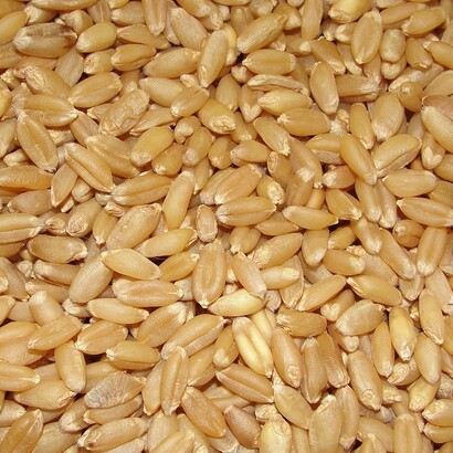 Recuperare i grani antichi significa proteggere la biodiversità agricola e ridurre l’impatto ambientale delle coltivazioni intensive