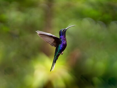 Il Colibrì. Un'esistenza piena di piccole gioie e sofferenze