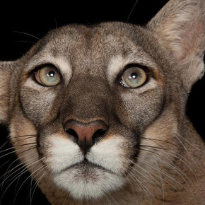 National Geographic Photo Ark. Courtesy of ICP