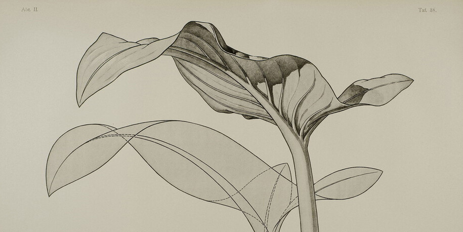 Form Follows Flower. Courtesy of Kunstgewerbemuseum