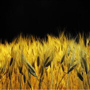 Museo Civico di Storia Naturale