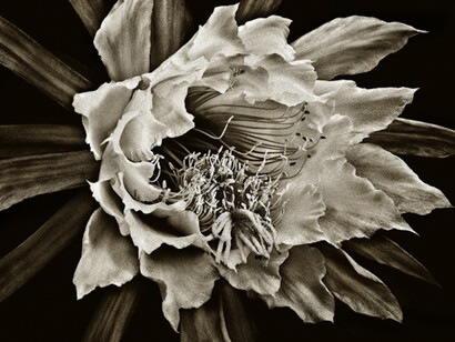 Floraphilia. Courtesy of Soho Photo Gallery 