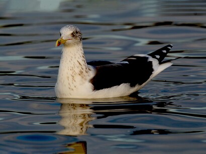 Lesser Black-backed Gulls are wary unless they are habituated like this one in Hyde Park © Gehan de Silva Wijeyeratne