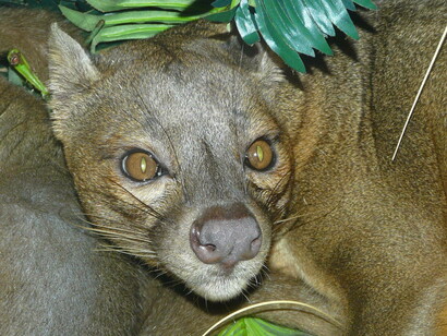 Cucciolo di fossa del Madagascar