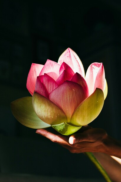 A human hand holding a lotus flower: a symbol of awareness and awakening