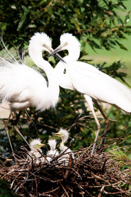 A couple of Great Egret birds and their family of babies