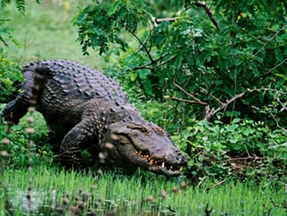 A dangerous crocodile