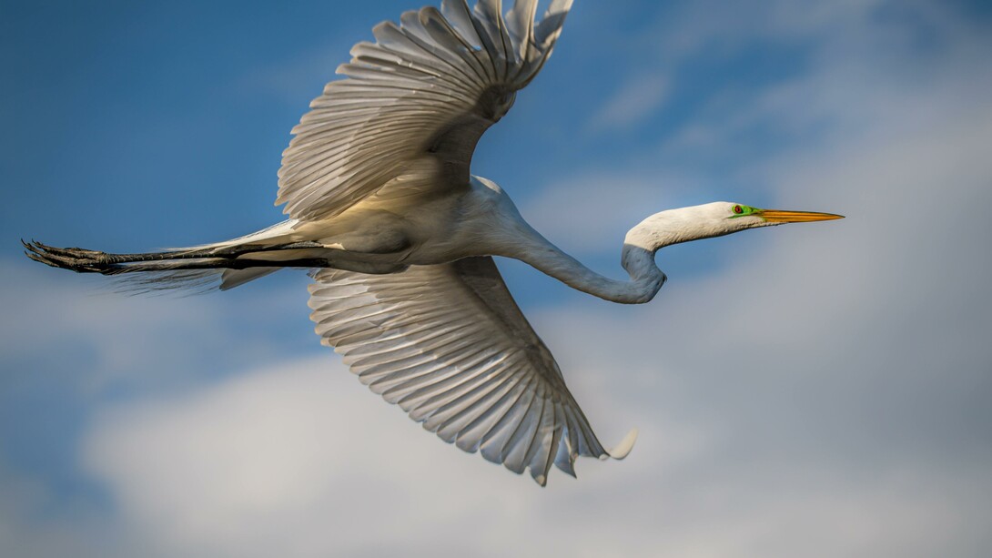 A garça no seu rumo com graça