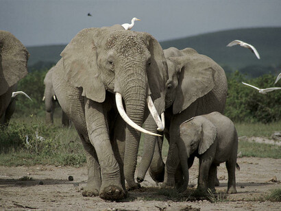 Loxodonta africana