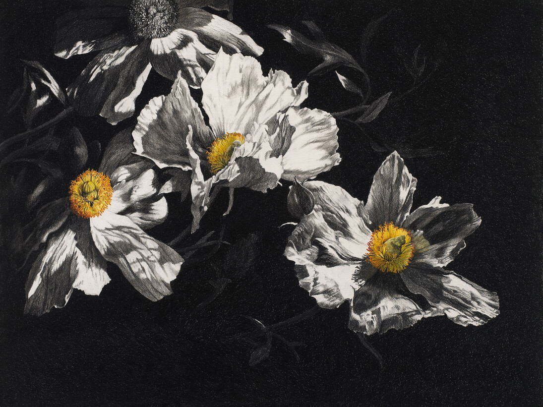 Rosie Sanders, Romneya, Charcoal and watercolour on Arches 640gsm paper, 77.5 x 102.5cm/30.5 x 40.25ins