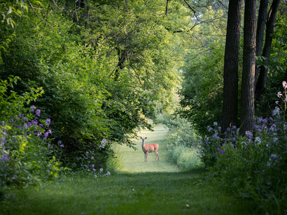 Passeggiare nella natura