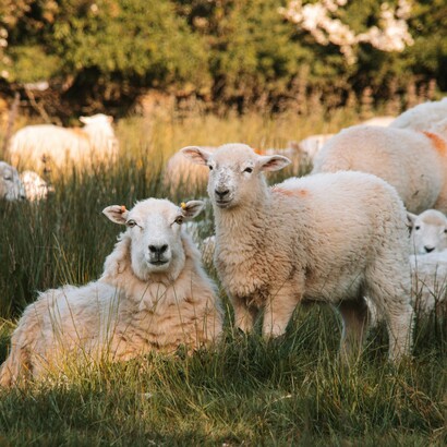 L'agricoltura e l'allevamento rappresentano attività economiche importanti per molte comunità dell'entroterra