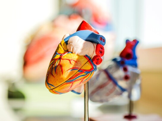 A Firenze si è svolta la 43ª edizione dell’incontro “Conoscere e curare il cuore”, dedicato agli aggiornamenti in ambito cardiologico