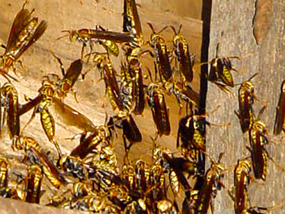  Avispas «Polistes versicolor» hibernando dentro de un depósito, Colonia Tovar, Venezuela
