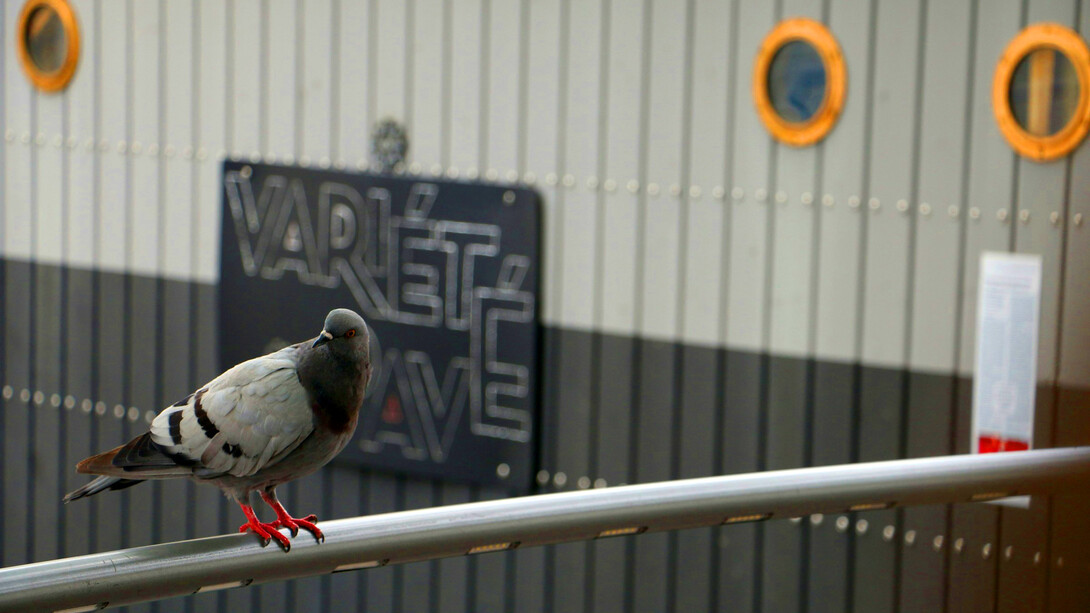 A pigeon in an urban setting: harmless but posing a serious threat to public health